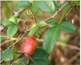 小宁子吃瓜,揭秘娱乐圈那些不为人知的幕后故事