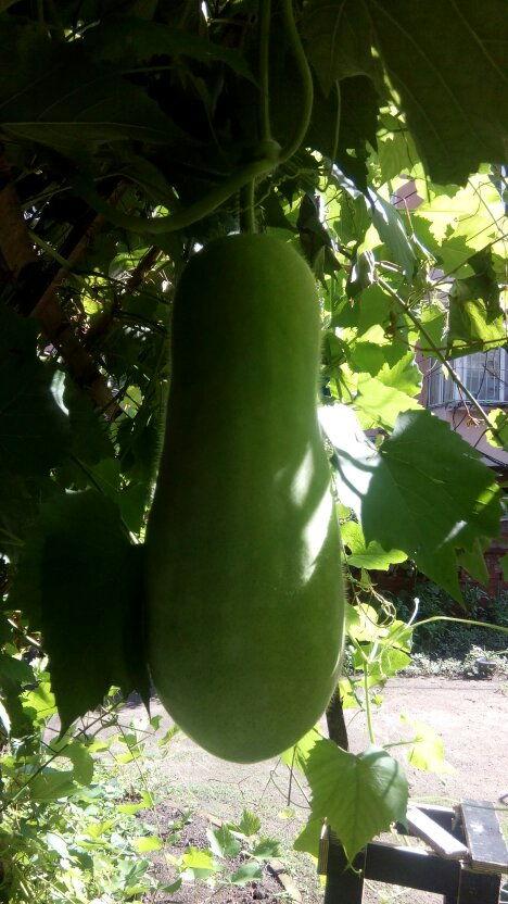 专业吃瓜系统,专业吃瓜系统带你领略幕后风云