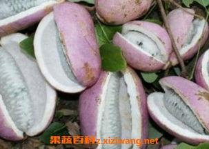 八月瓜的孕妇可以吃吗