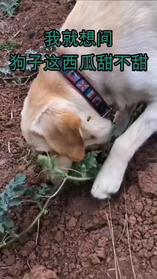 吃瓜不忘狗子,揭秘娱乐圈背后的温馨瞬间